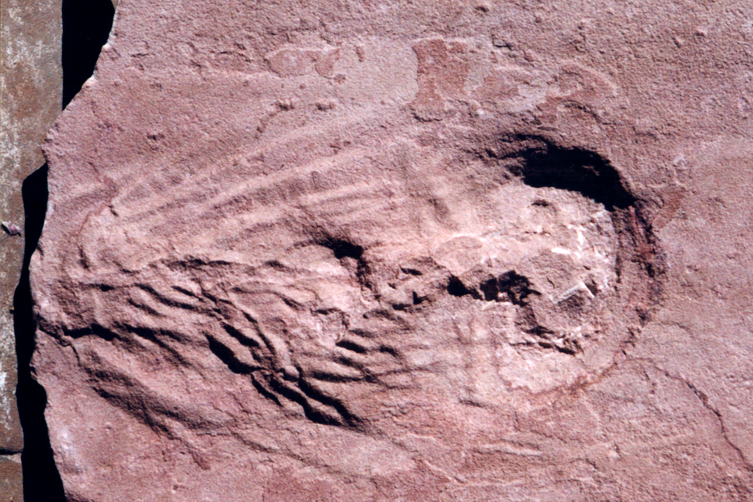 A fossilized imprint of dinosaur urine is carved into a slab of rock.