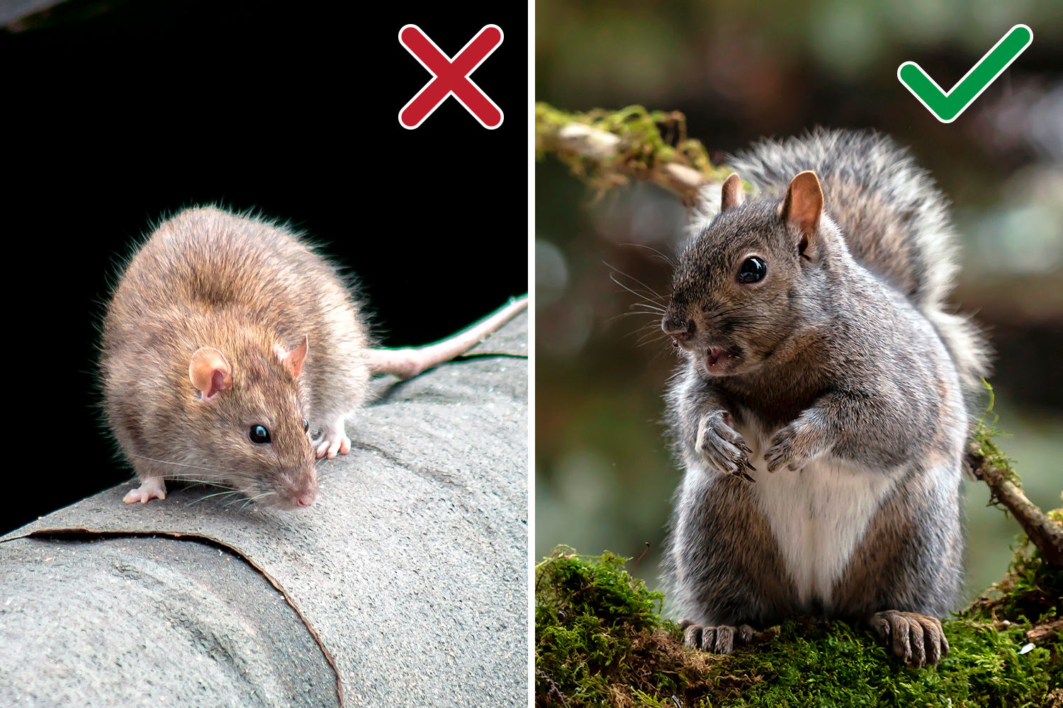 Side by side images of a rat and a squirrel with an X by the rat and a checkmark by the squirrel.