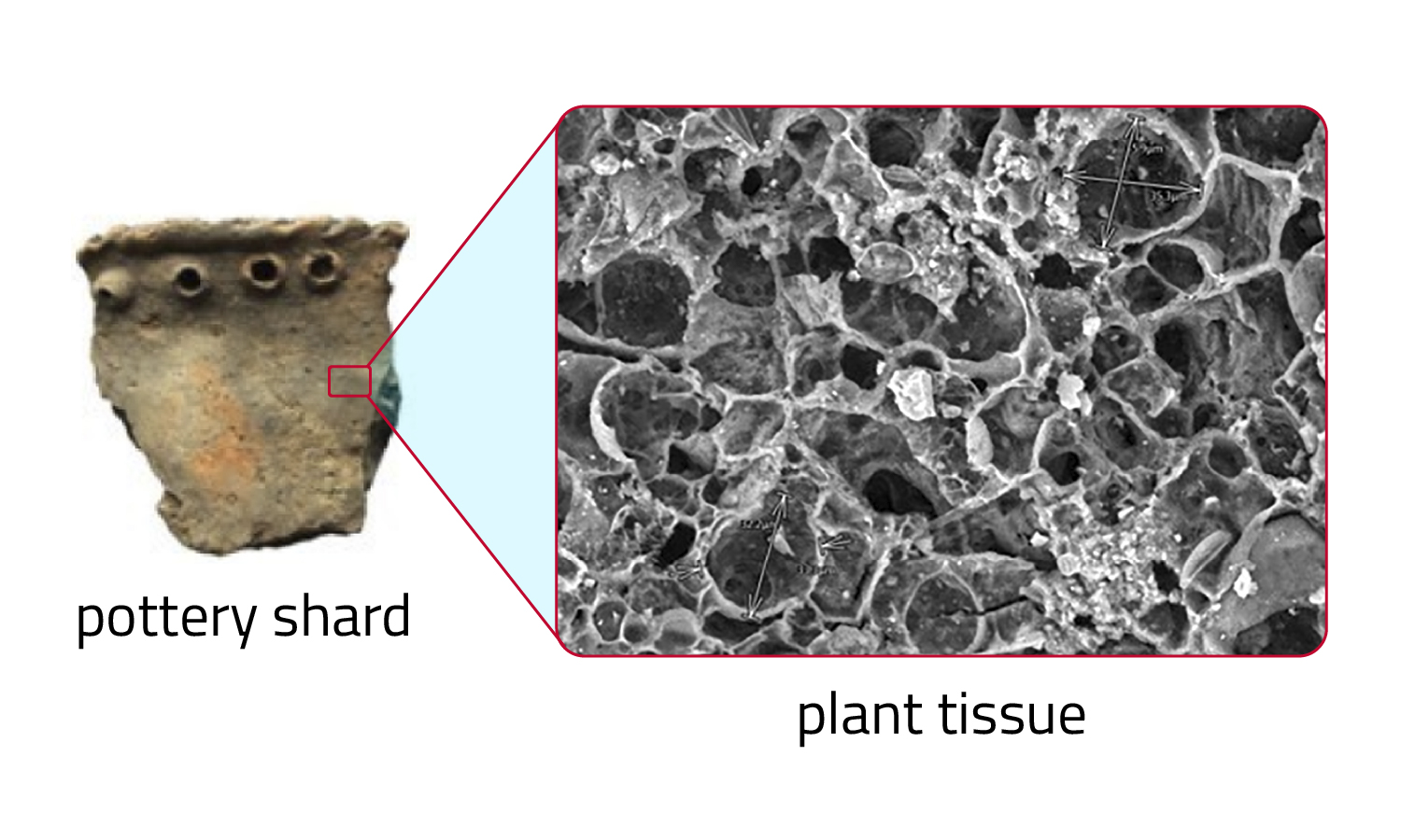 A piece of ancient pottery is shown next to a magnification of plant tissue from the surface of the pottery.