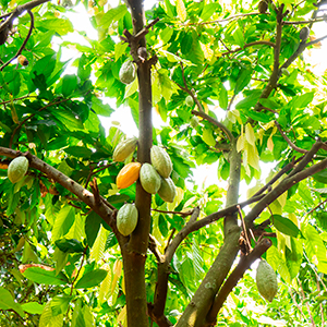 A cacao tree with green pods is shown.