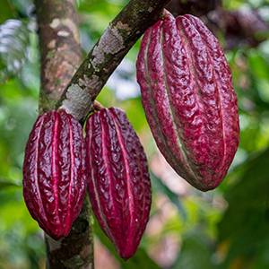 Three reddish purple cacao pods are hanging on a tree.