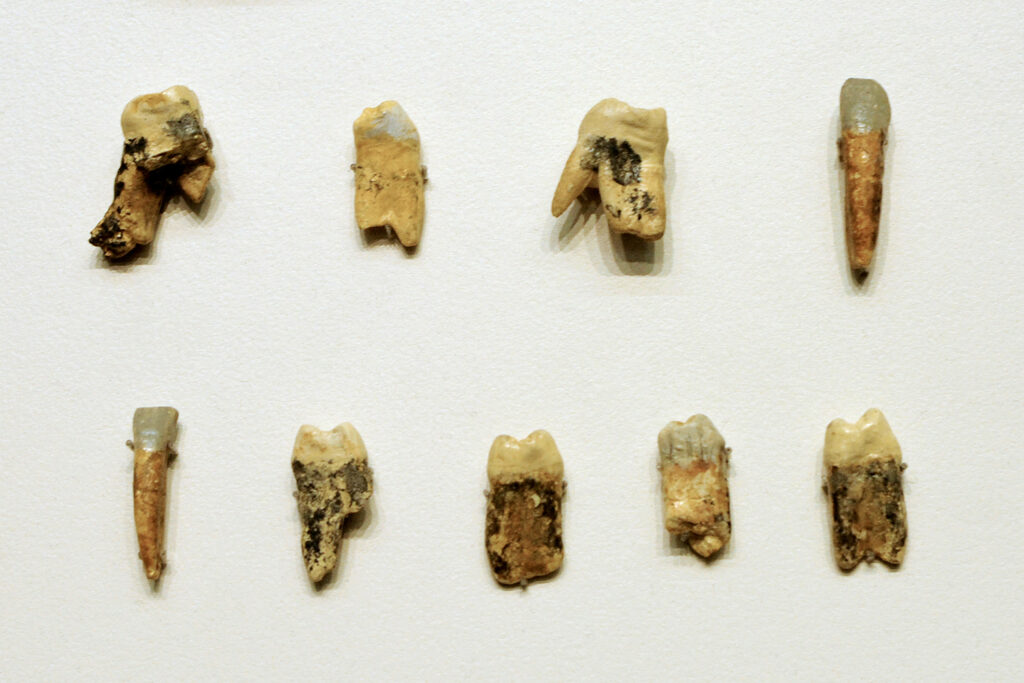 Ancient teeth and jaw fragments are shown against a white background.