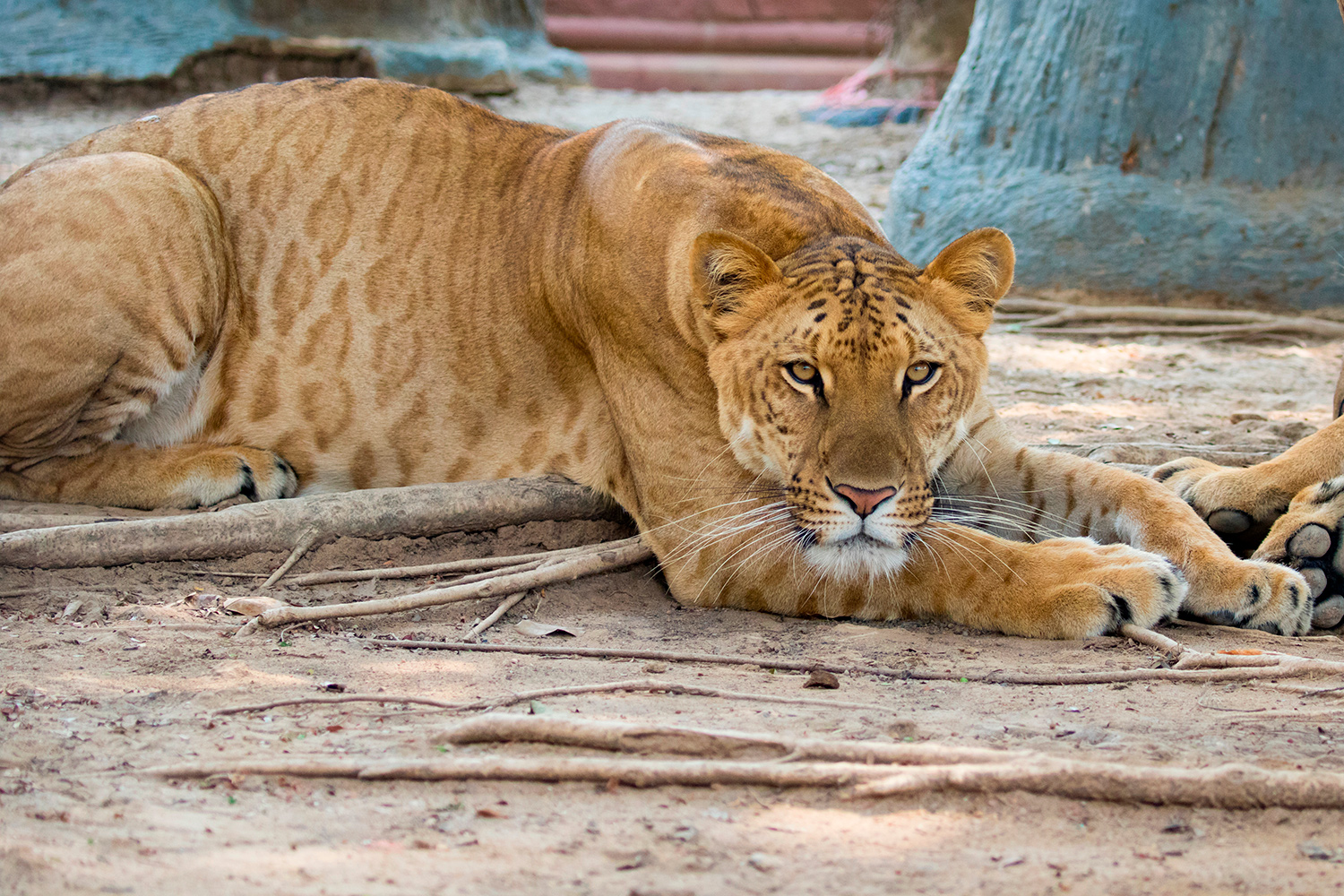 A liger that looks like a lion with faint markings lies down and looks at the camera.