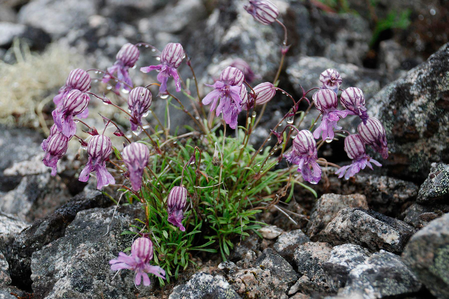 A purple flowered plant is growing in the wild.