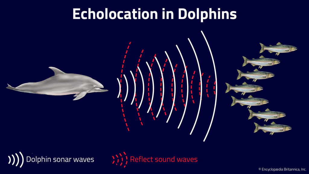 An illustration shows a dolphin sending sound waves that hit a school of fish and bounce back to the dolphin.