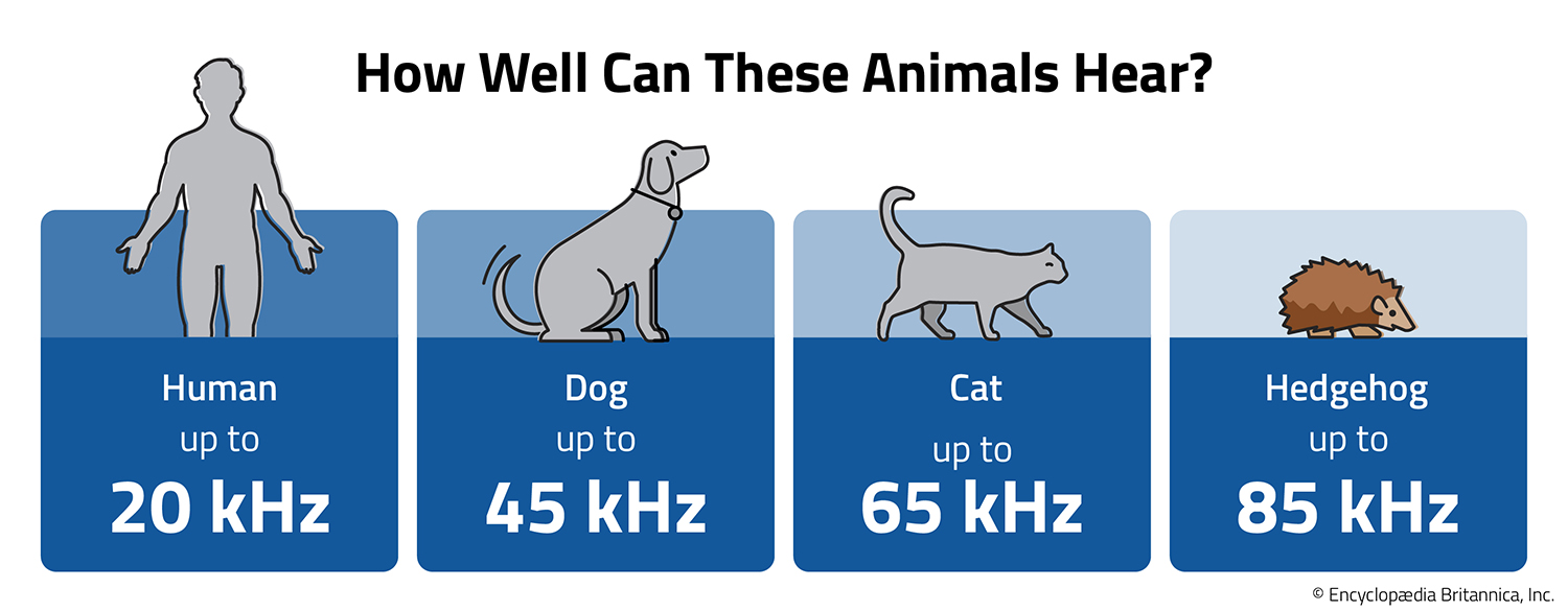 A diagram called How Well Can These Animals Hear shows that the hedgehogs can hear better than cats, dogs, and humans.