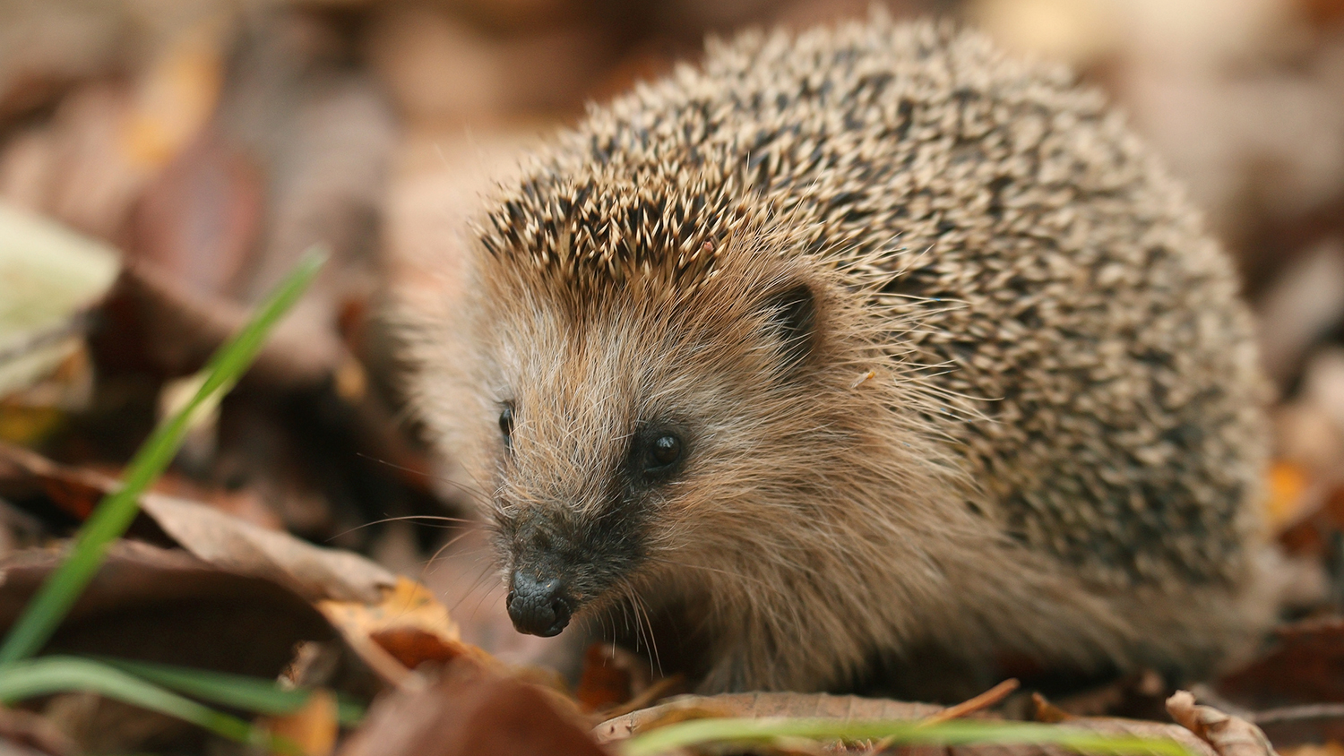 A hedgehog sits among leaves and other vegetation.