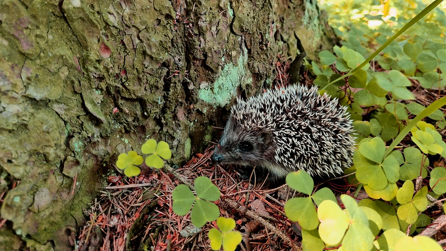 A hedgehog sits at the base of a tree.