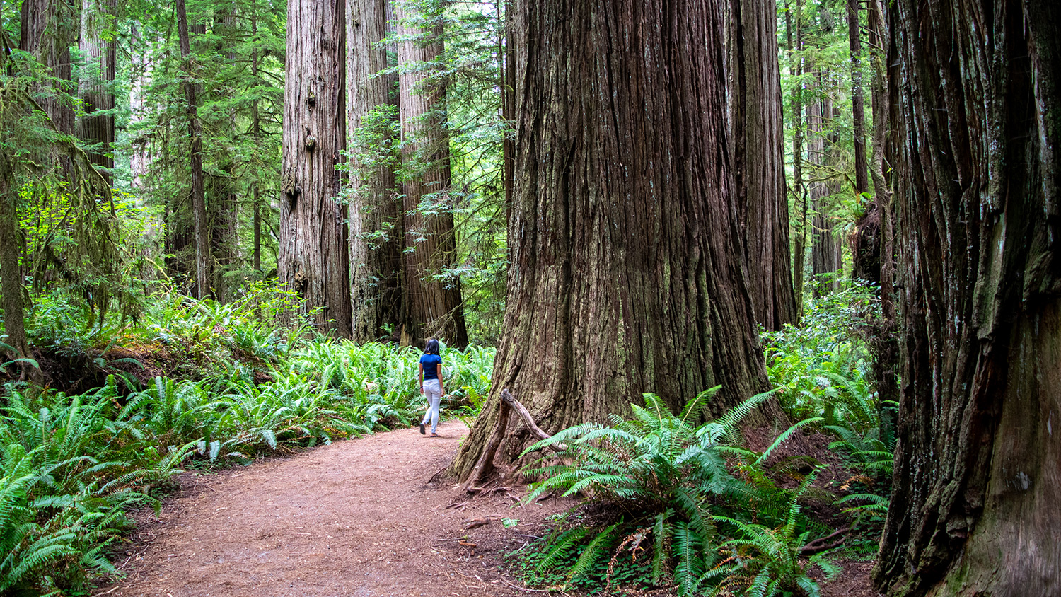 A woman walks through a forest of giant redwood trees that tower over her.