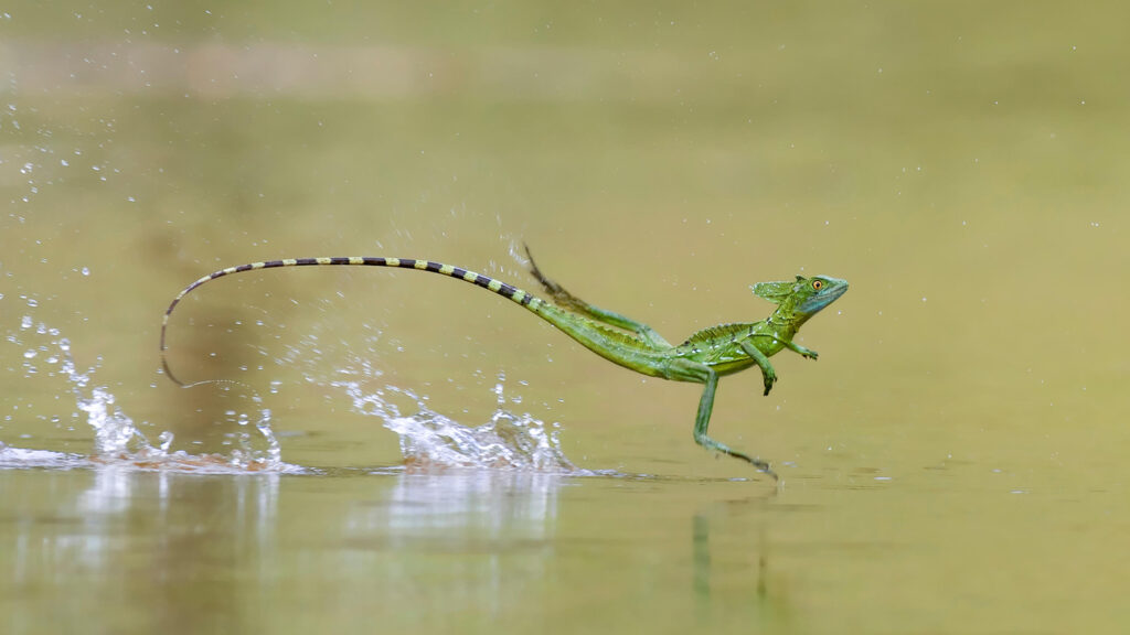 A green lizard with a long tail appears to be running on the water’s surface.