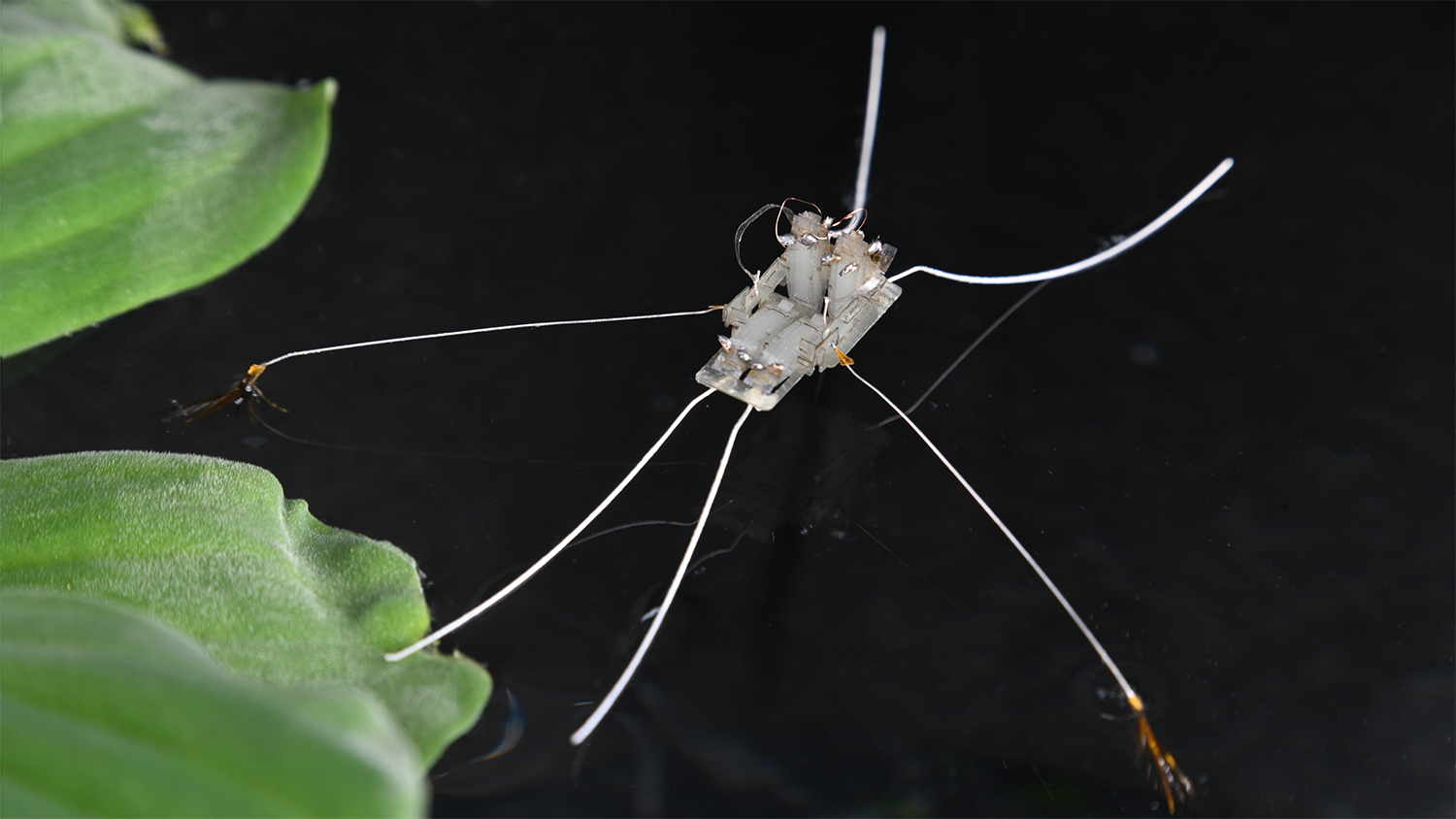 A robot that looks like a ripple bug and appears to have six legs sits on the surface of water.