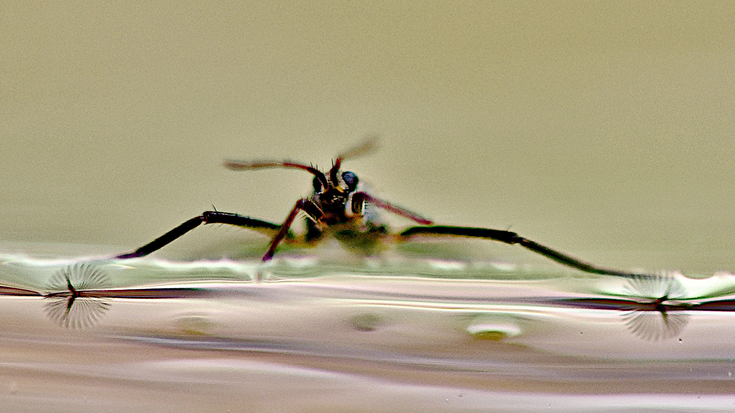 A ripple bug sits on the surface of water, facing the camera.