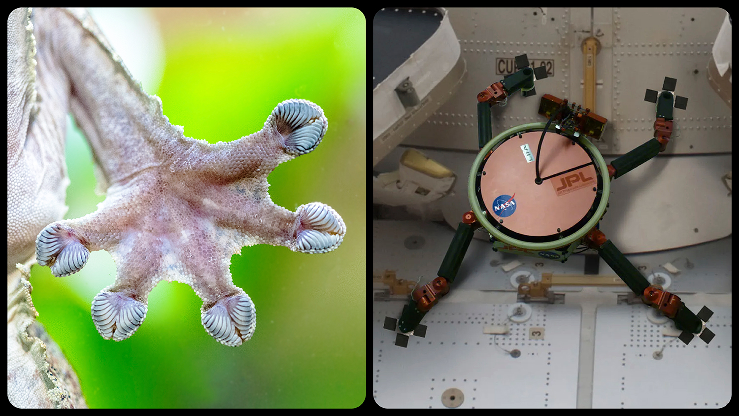 The underside of a gecko’s foot is seen alongside a robot with four gripping “feet.”