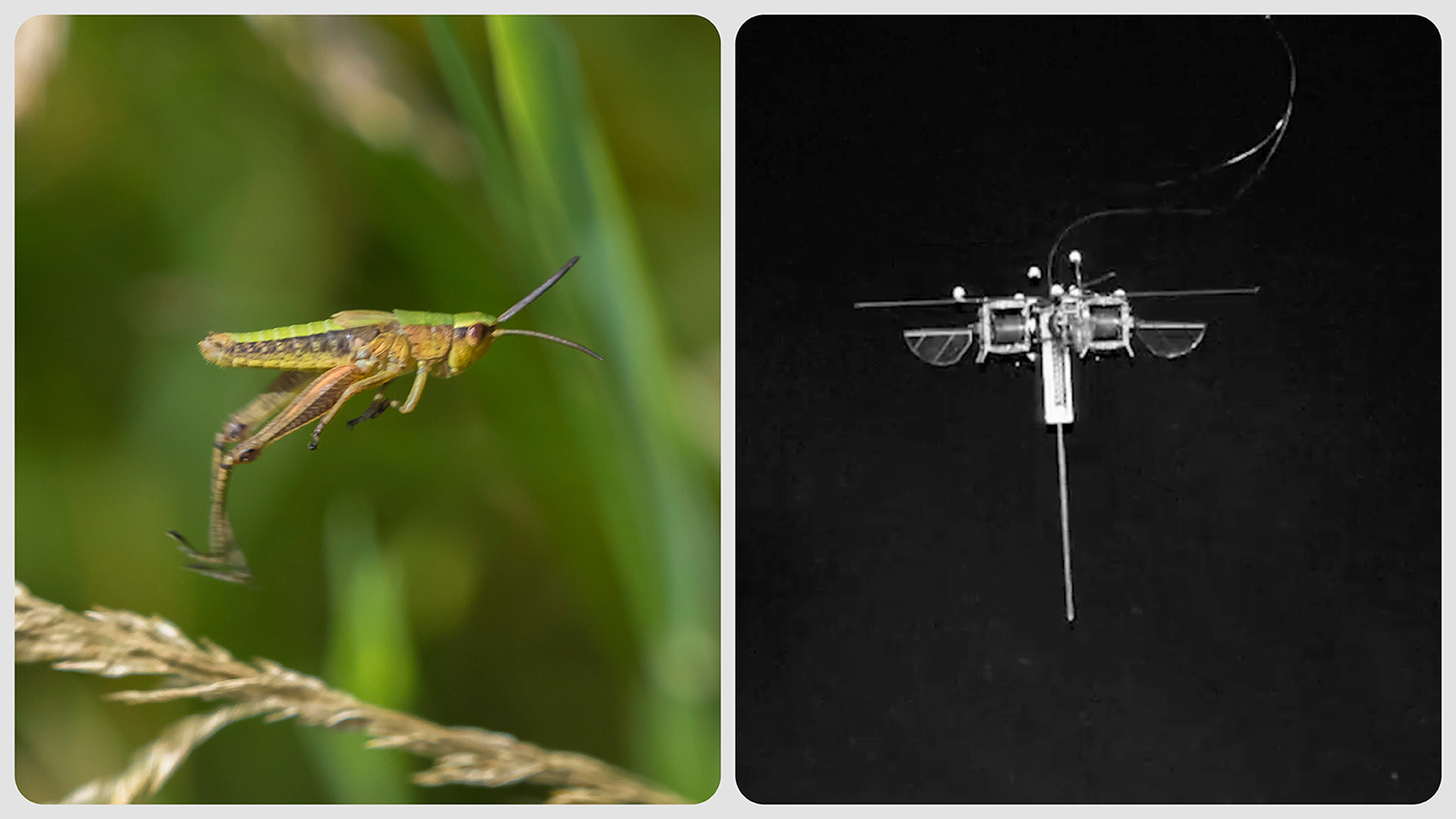 A hopping grasshopper is seen alongside a small robot with a long body.