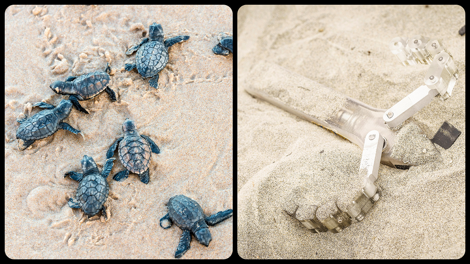 Several baby turtles with their flippers digging in sand are seen alongside a robot with flippers digging in sand.