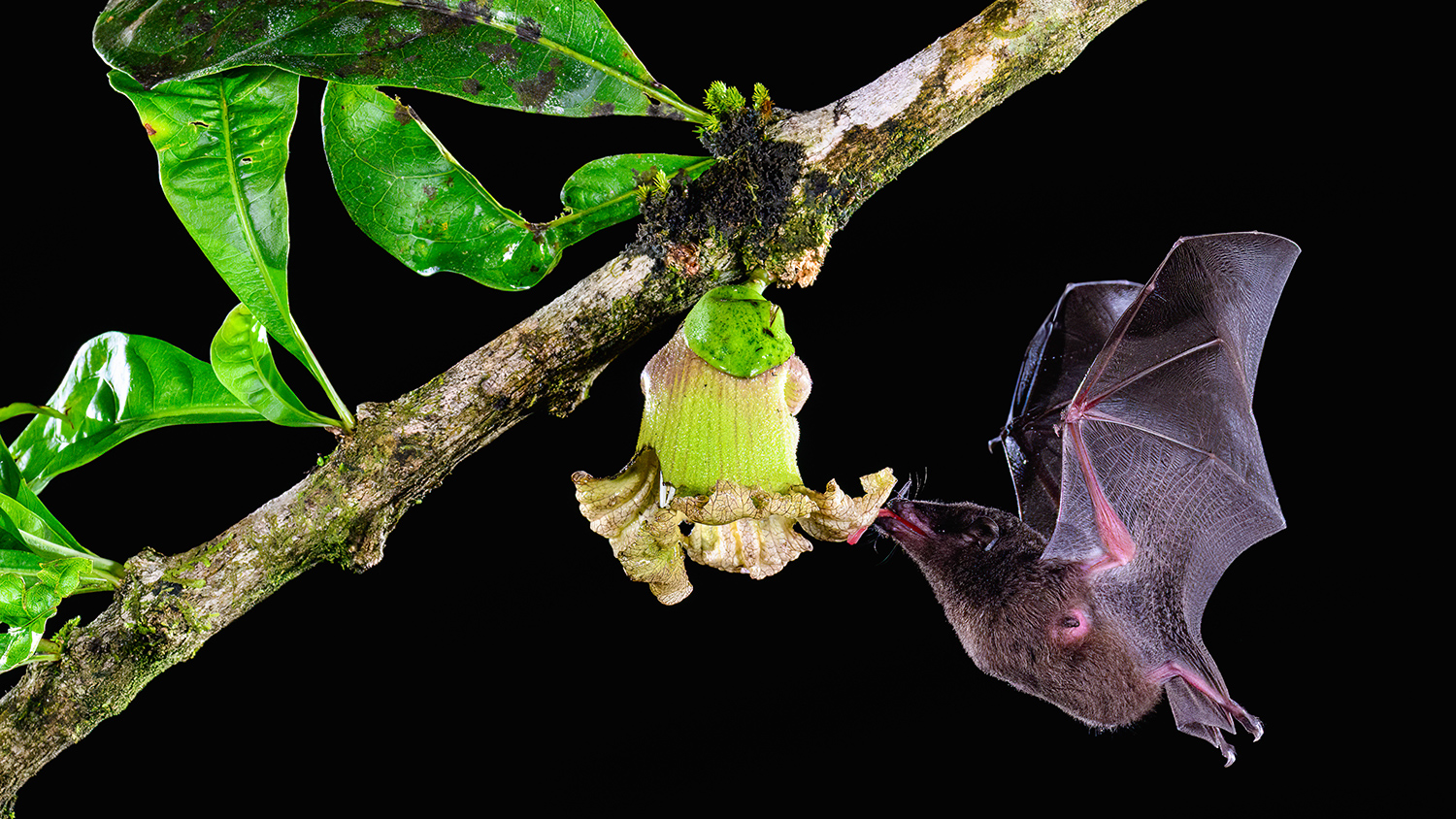 A bat hovers in the air as it drinks nectar from a flower in front of a dark background.