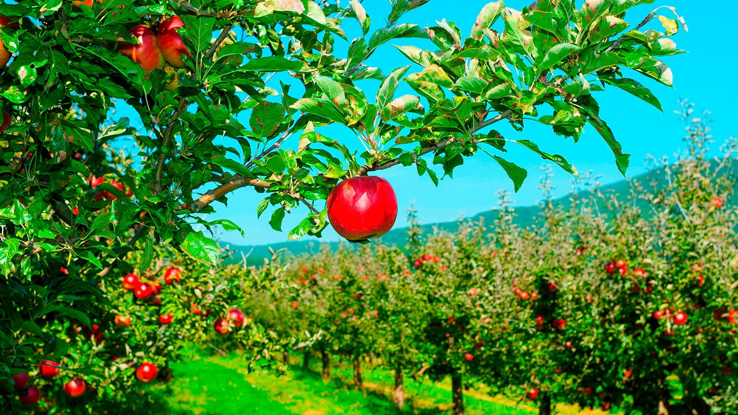 A branch from an orchard apple tree is filled with red apples and other apple trees are in the background.
