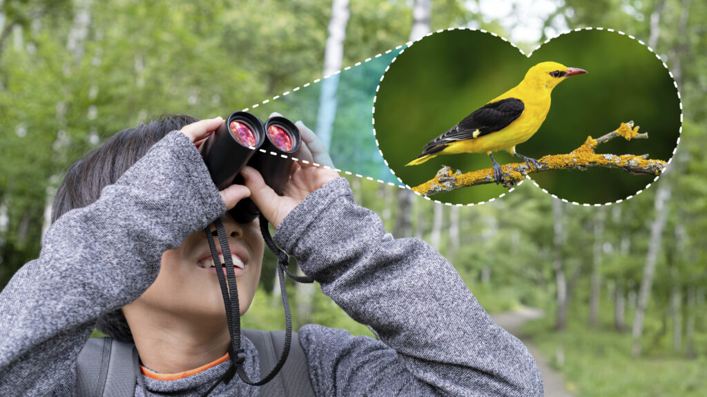 A child looks through binoculars and a yellow and black bird is in an inset showing what the child is viewing.