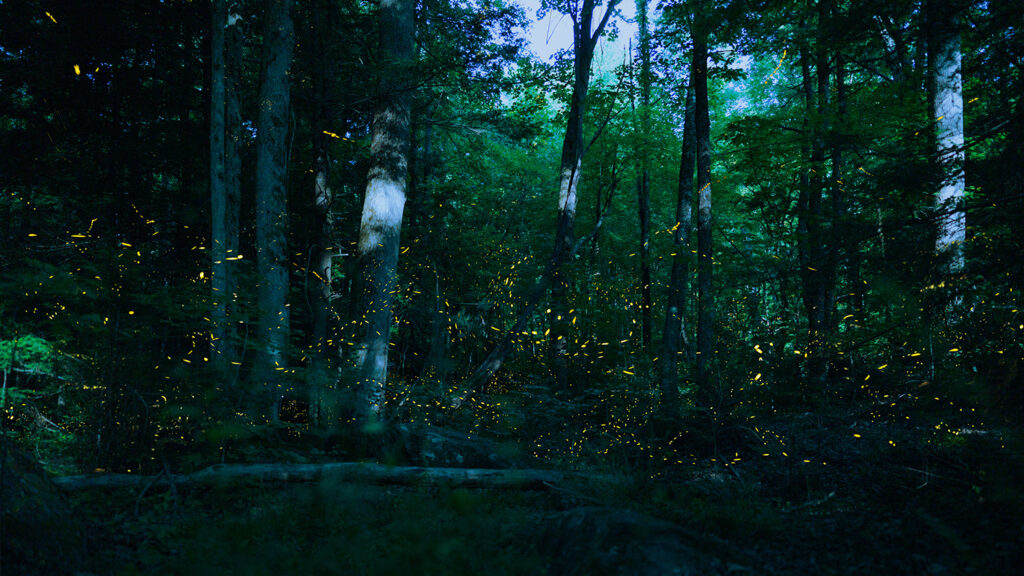 Many fireflies glow as they fly in the air in a wooded area.
