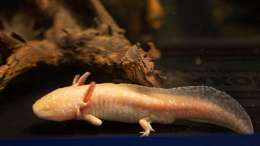 An axolotl in a tank has a partially regrown front limb.