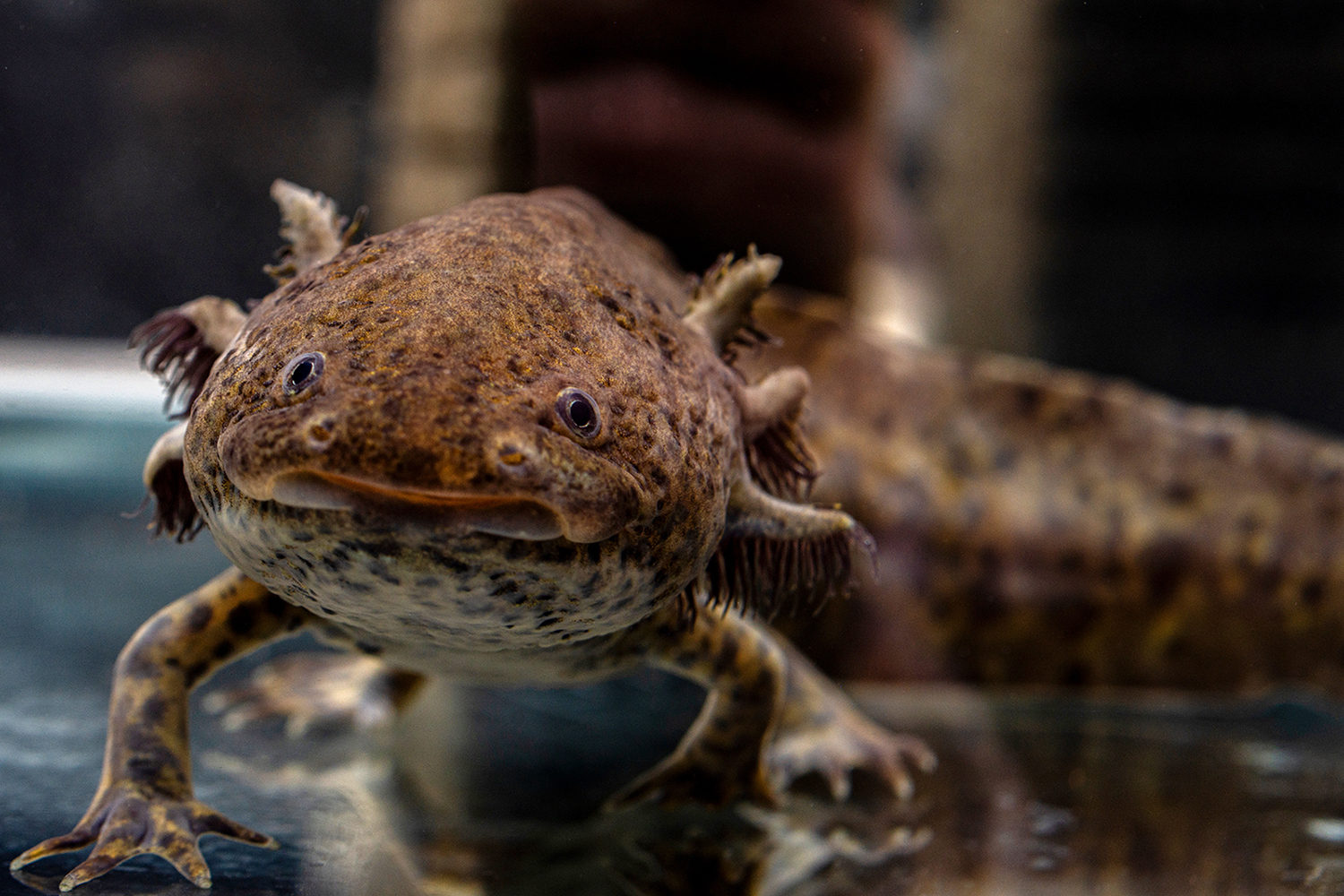 Closeup of a brown speckled axolotl facing the camera.