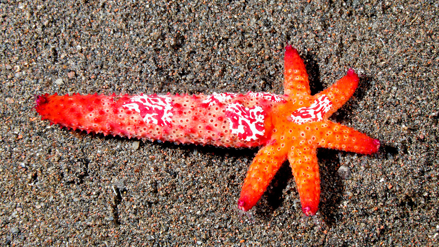 A sea star has one normal length arm and five shorter arms.