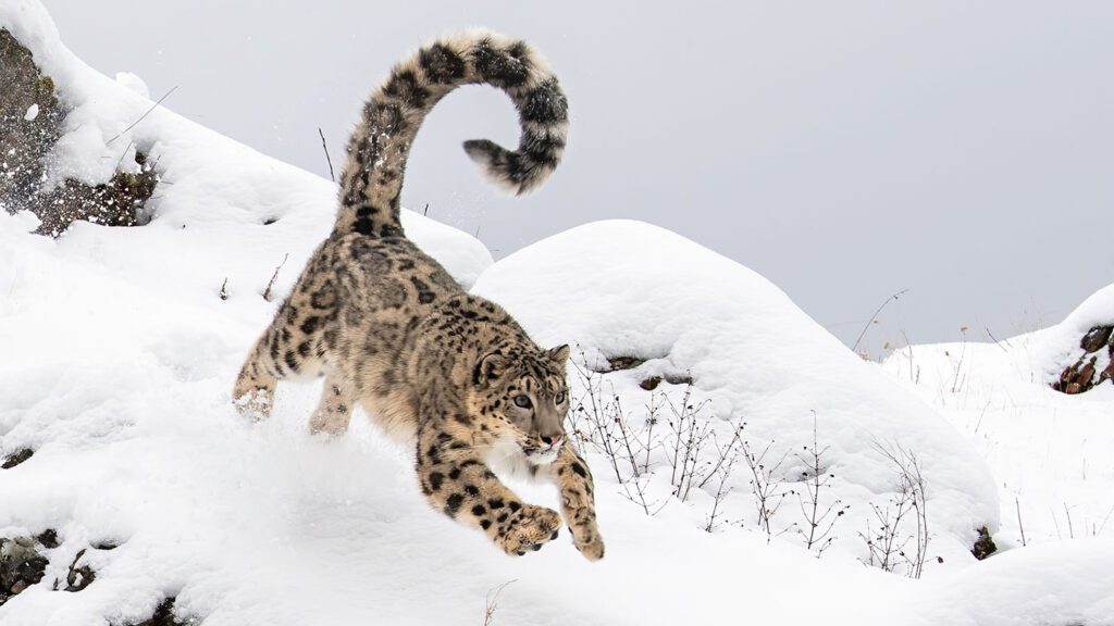 A snow leopard runs down a snowy slope with its tail in the air.