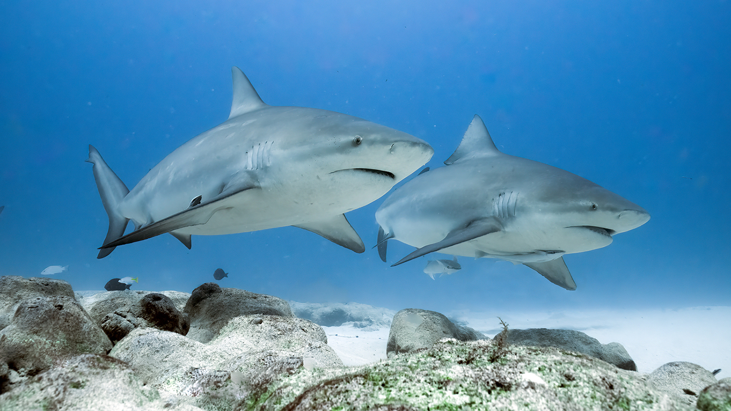 Two bull sharks swim side by side.