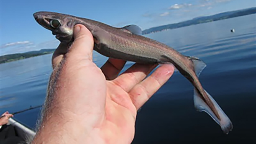 A large hand holds a dwarf lantern shark above the surface of a body of water.