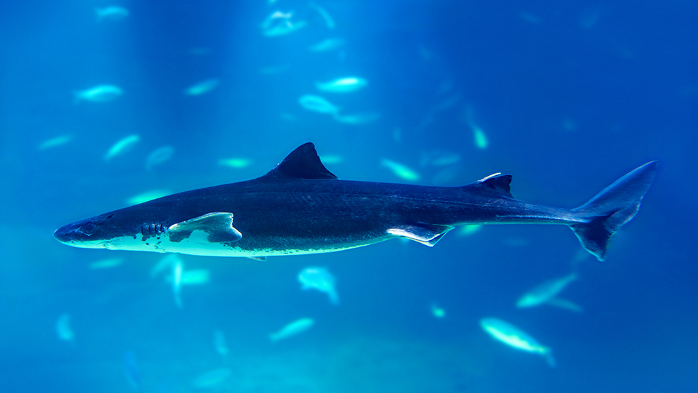 A Greenland shark swims in dark waters among many smaller fish.