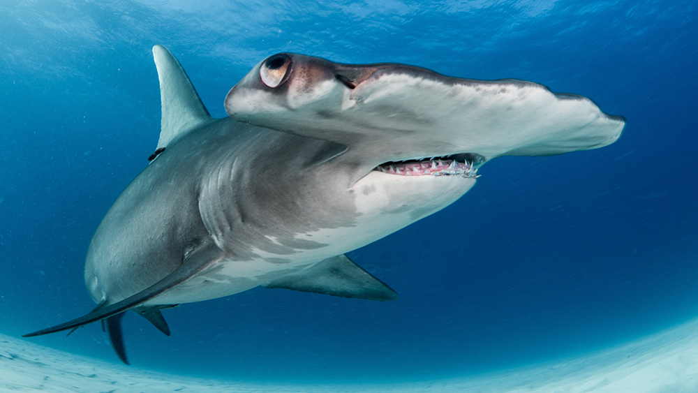 A hammerhead shark has an elongated, rectangular head with an eye on either end.
