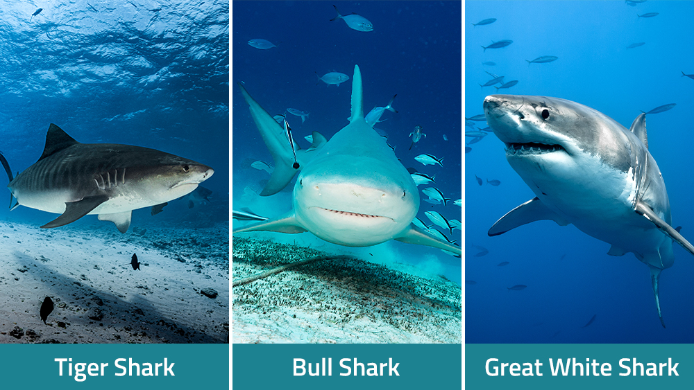 A composite shows a tiger shark, a bull shark and a great white shark side by side with labels identifying each species.