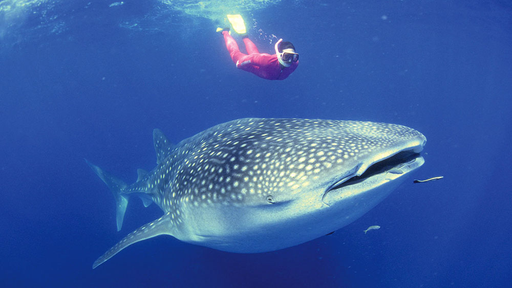 A scuba diver swims above a whale shark that is several times larger than she is.