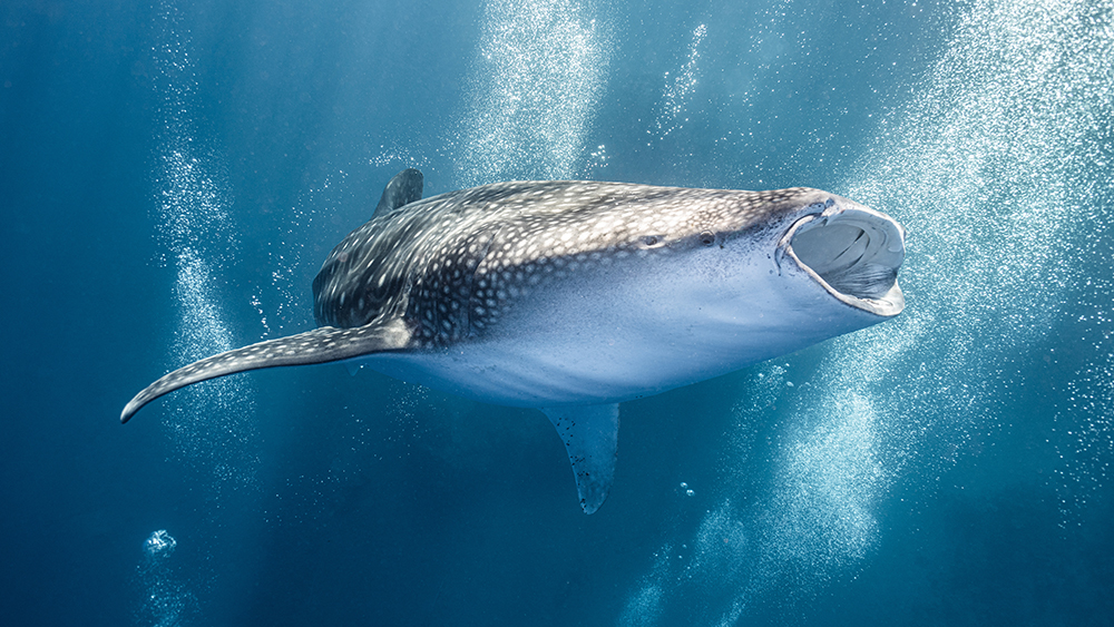 A whale shark swims with its wide mouth open.