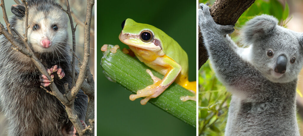 An opossum, a tree frog, and a koala, all using opposable thumbs to grip things.