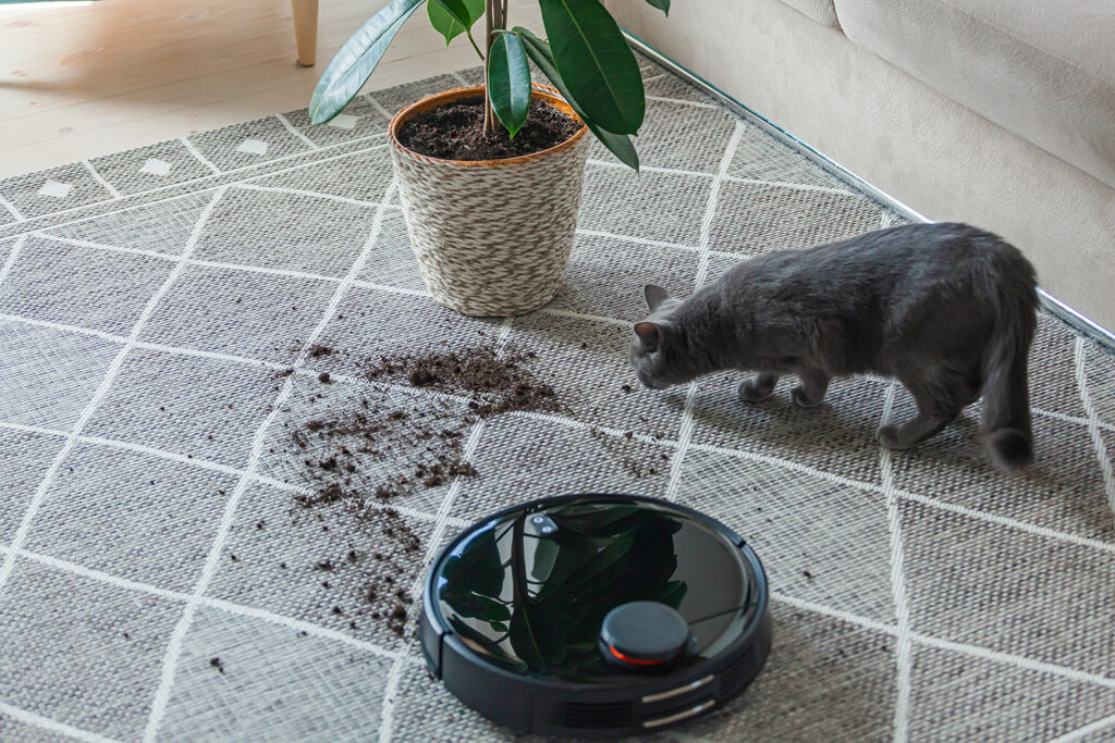 A black disc-shaped robot vacuums soil that has spilled onto a rug next to a plant and a gray cat.