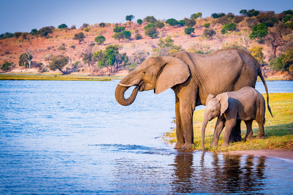 An adult and baby elephant drink from a body of water.