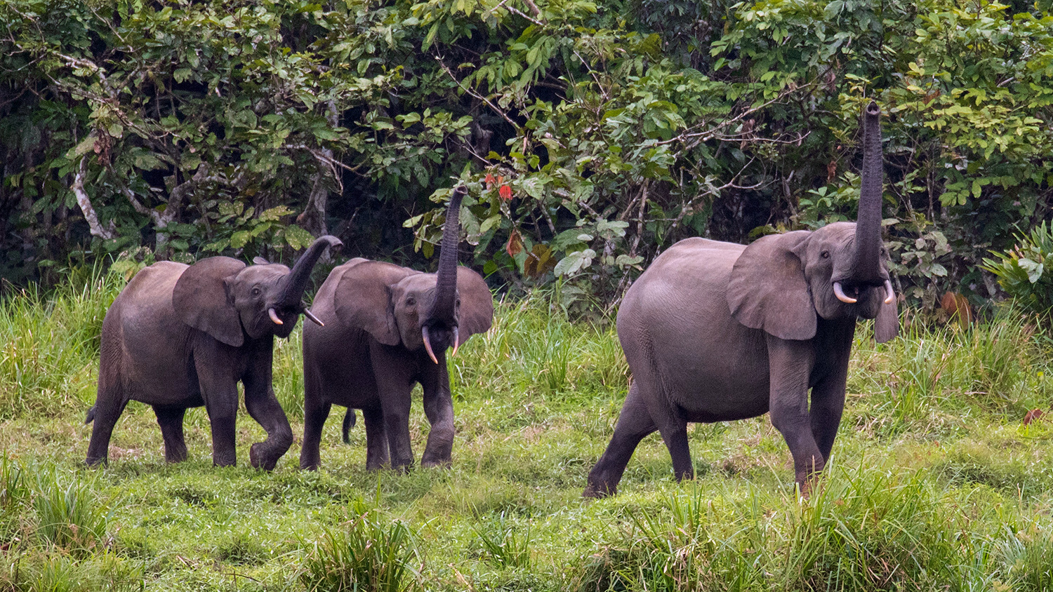 Three African elephants have their trunks raised as they walk because they are trumpeting.