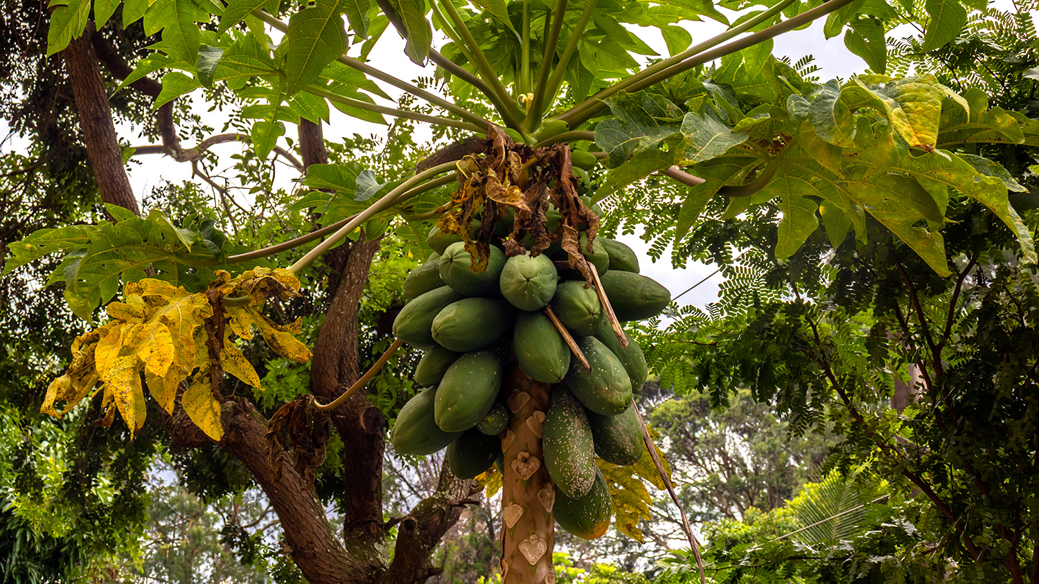 A bunch of green papayas are growing on a tall, leafy plant.