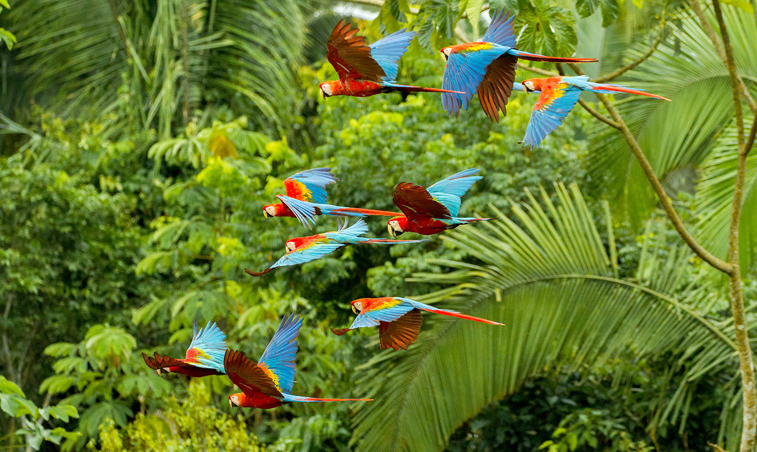A group of parrots fly together over rainforest vegetation.