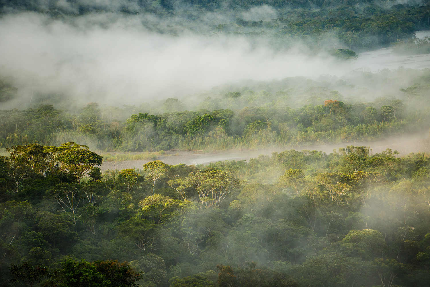 An aerial view of mist hovering over rainforest trees.