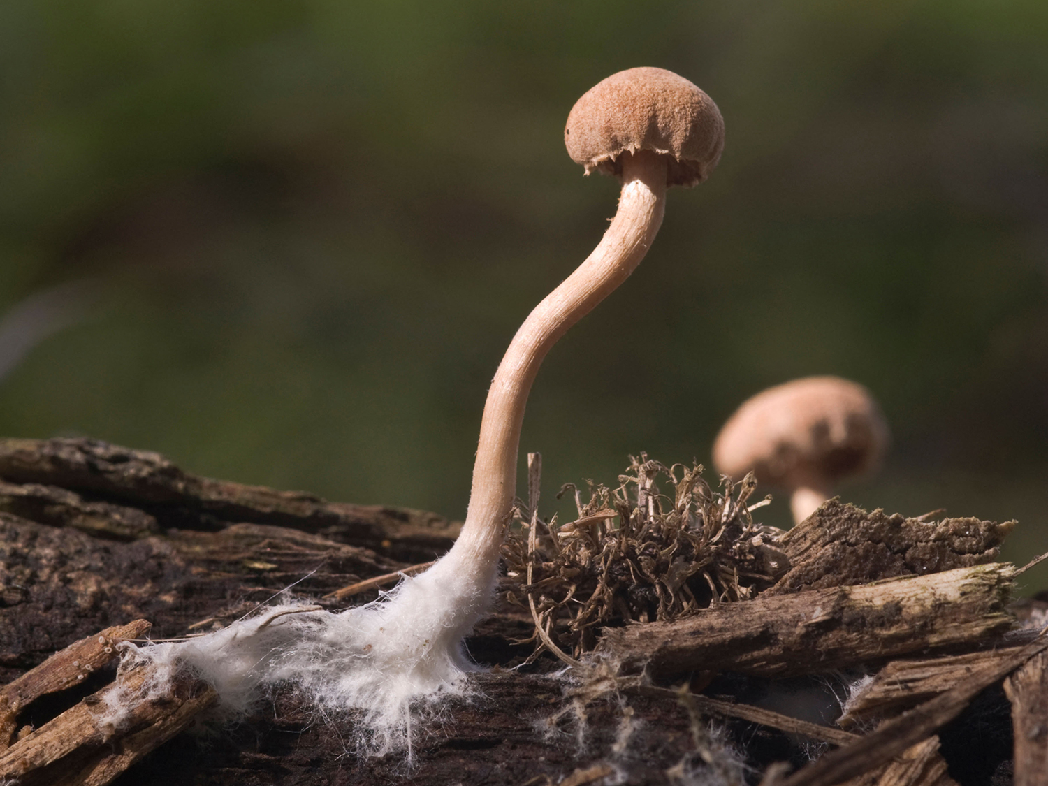 A mushroom is growing, and white mycelium can be seen near the ground at the base of the mushroom.