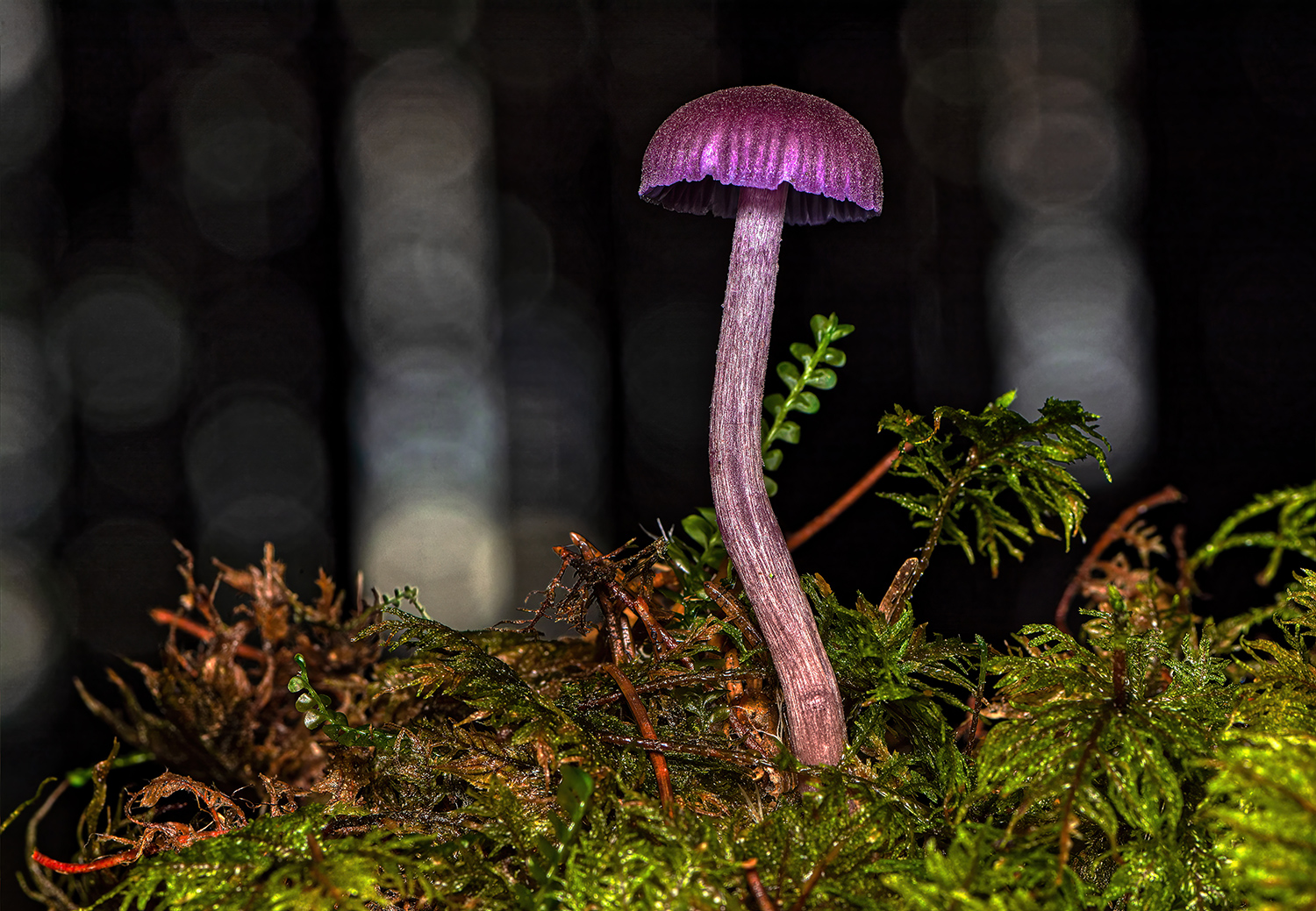 A purple mushroom grows in a dark forest.