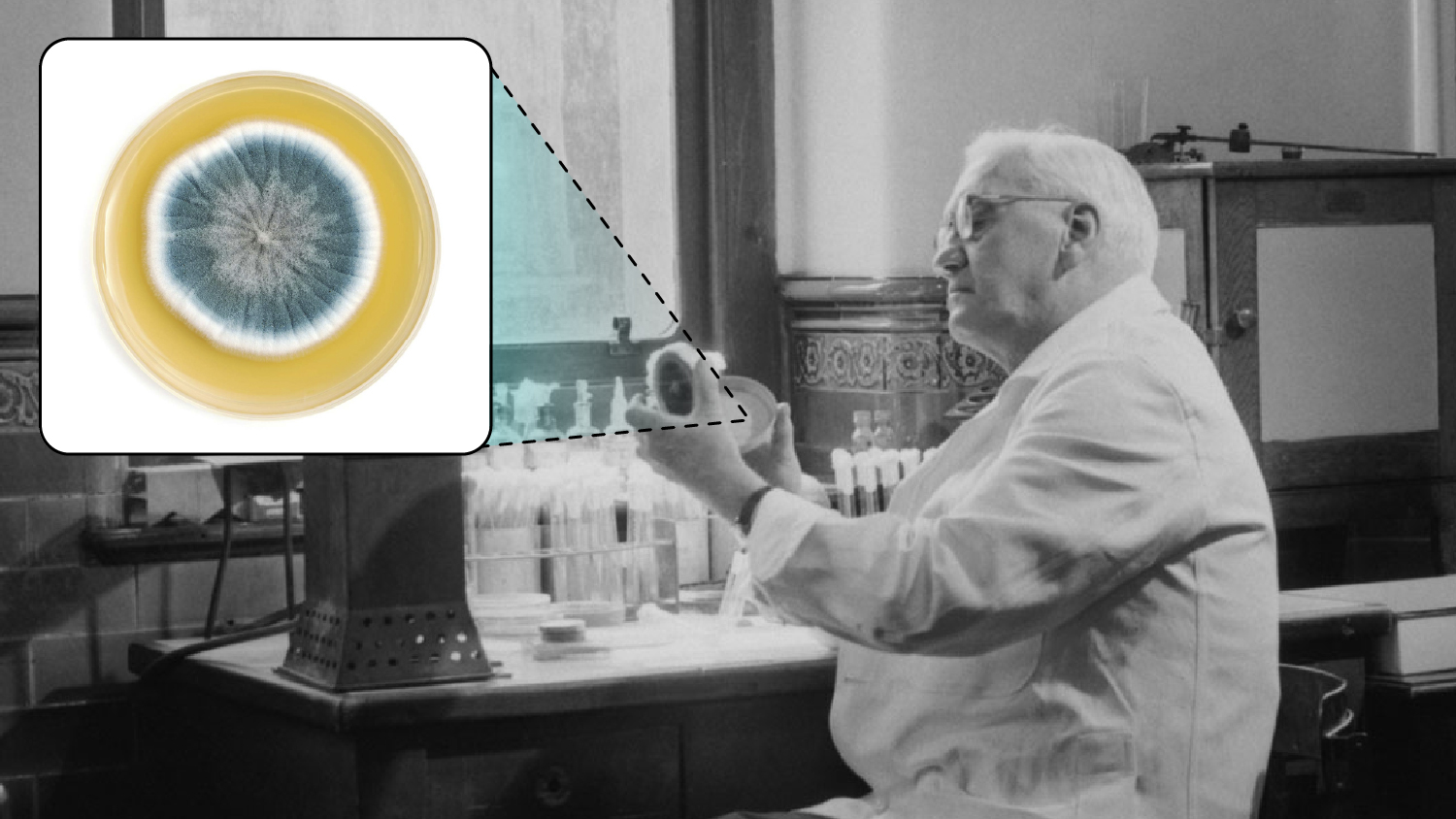 Alexander Fleming sits at a lab table studying fungus in a petri dish, and an inset shows an image of what the fungus looks like.