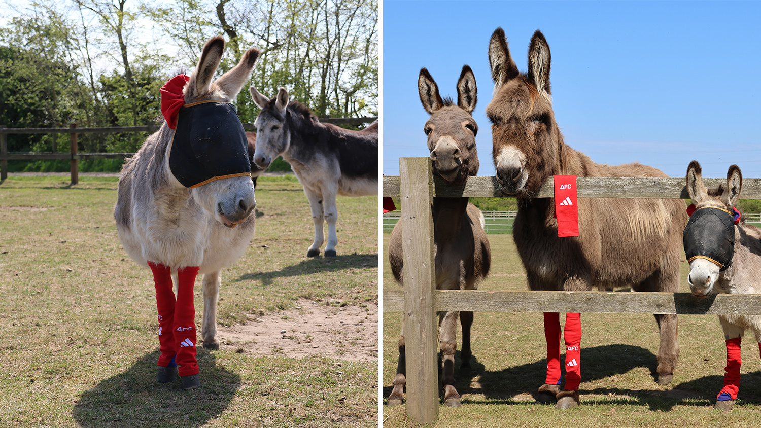 A donkey wears a fly mask and AFC socks and three donkeys stand behind a fence with two of them wearing AFC socks.