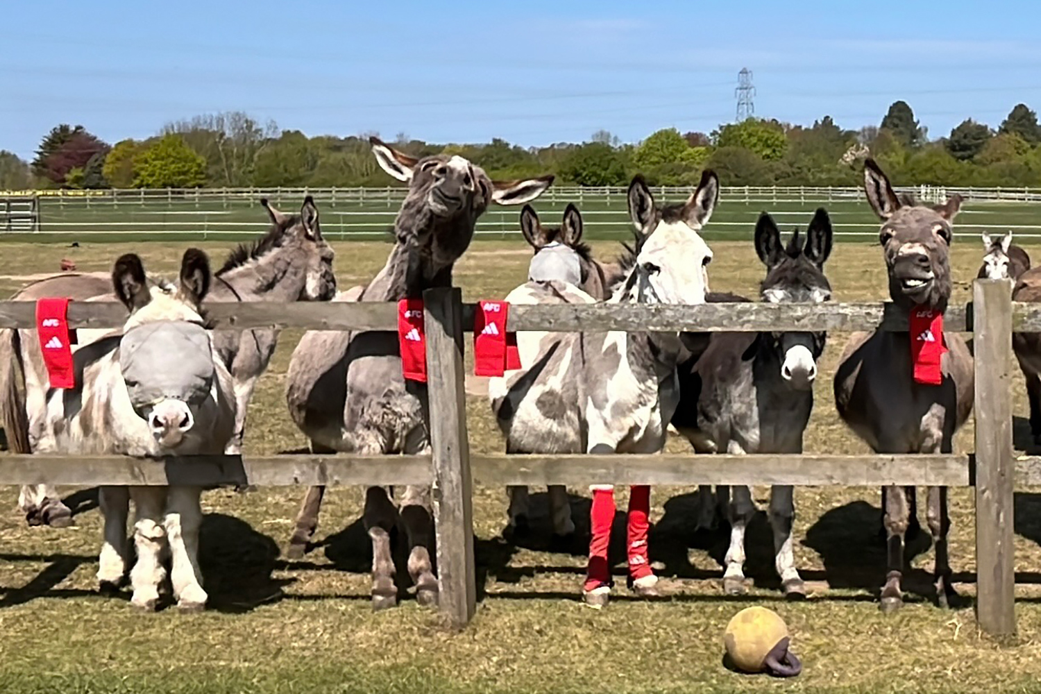 Donkeys stand behind a fence. Some wear red AFC socks, and some AFC socks are draped over the fence.