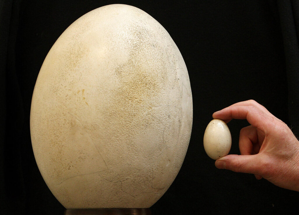 A hand holds a chicken egg next to an elephant bird egg that is many times its size.