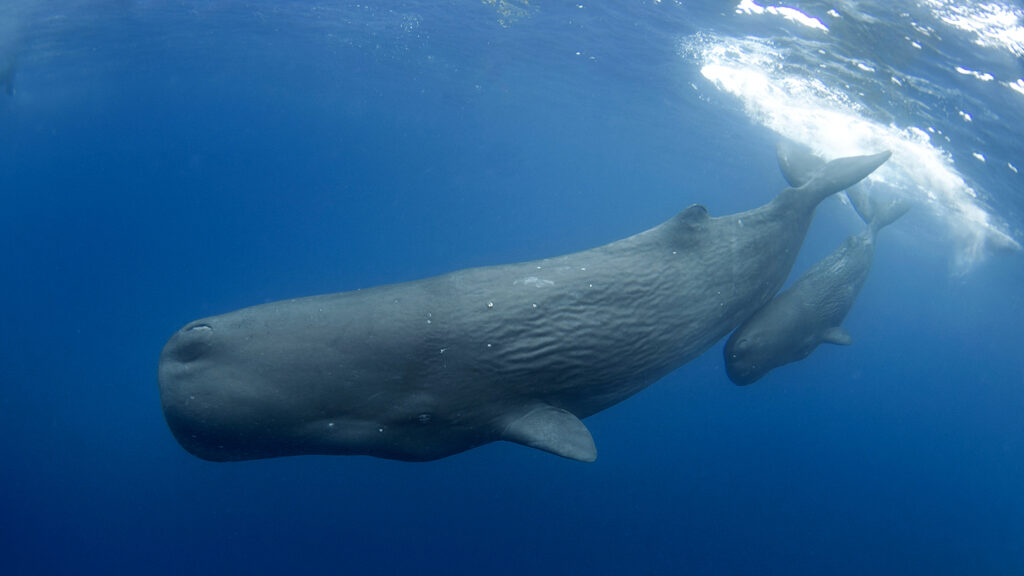 A sperm whale mother and calf swim together.