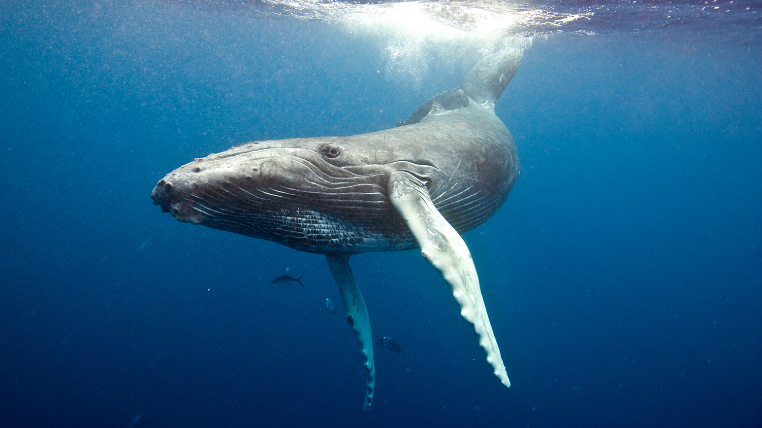 A humpback whale swims in the sea.