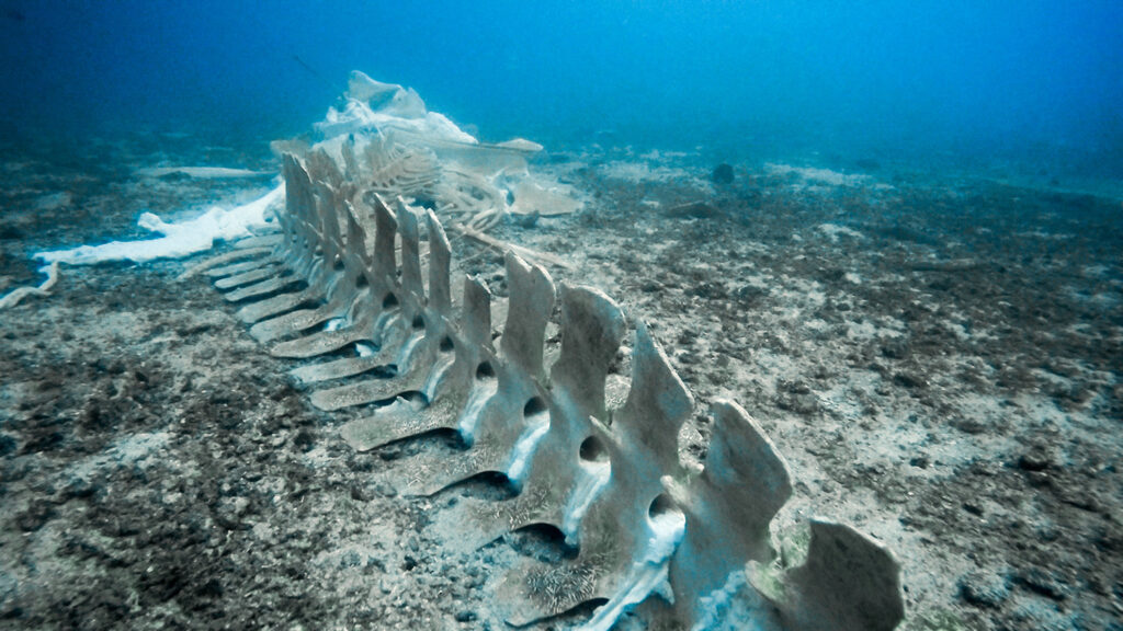 A spine and other parts of a whale skeleton lie on a seafloor.